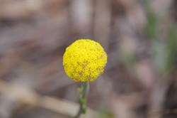 Spring Gully Wildflowers