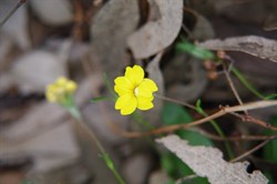 Spring Gully Wildflowers