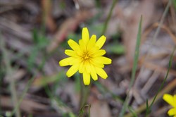Spring Gully Wildflowers
