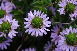 Spring Gully Wildflowers
