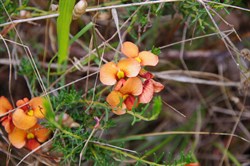 Spring Gully Wildflowers