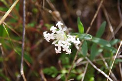 Spring Gully Wildflowers