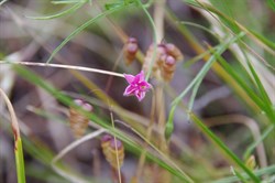 Spring Gully Wildflowers