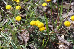 Spring Gully Wildflowers