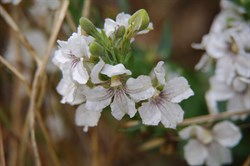 Spring Gully Wildflowers