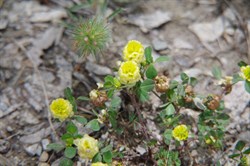 Spring Gully Wildflowers