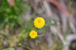 Spring Gully Wildflowers