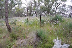 Spring Gully Wildflowers
