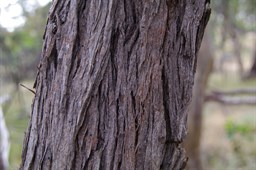 The  Bark of The Red Stringybark