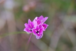 Spring Gully Wildflowers