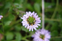 Spring Gully Wildflowers