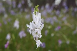 Spring Gully Wildflowers