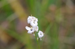 Spring Gully Wildflowers