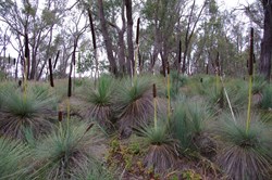 Yacca's at Spring Gully