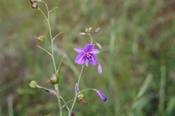 Spring Gully Wildflowers