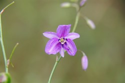 Spring Gully Wildflowers