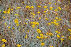 Spring Gully Wildflowers