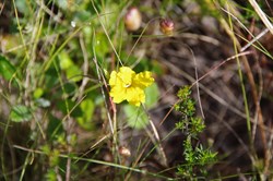 Spring Gully Wildflowers