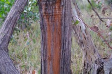 Damaged bark showing the Red Colour under the surface