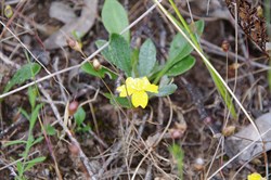 Spring Gully Wildflowers