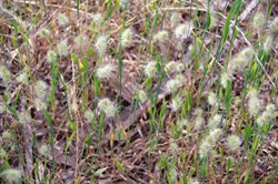 Spring Gully Native Grass