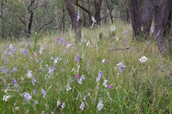 Wildflowers and Red Stringybarks