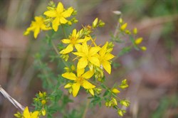 Spring Gully Wildflowers