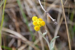 Spring Gully Wildflowers