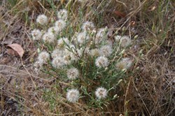 Spring Gully Wildflowers setting seed
