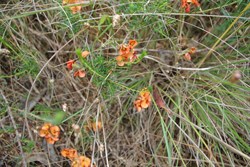 Spring Gully Wildflower