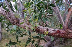 New Regrowth on damaged limb