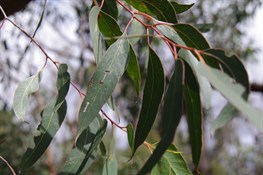 Red Stringybark Leaves