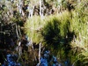 Bitter Springs