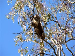 Koala in the Barmah Millewa Forest