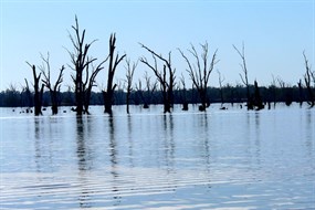 Dead river red gums in Lake Mulwala