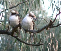 Friendly Kookaburras
