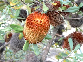 Banksia