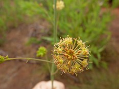 Wild Flower