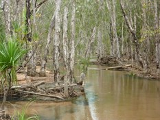 Flying Fox Creek