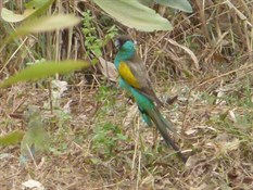 Hooded Parrot
