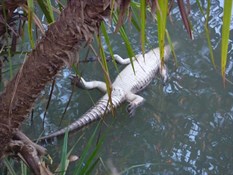 A dead freshie just below our camp on the Wilton River