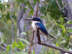 Forrest Kingfisher