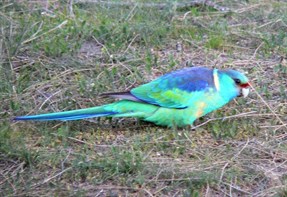 Colourful parrot
