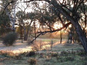 Morning light on the frost