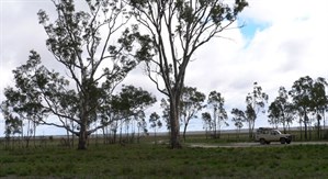 Dry Lake Albacutya and its famous River Red Gums