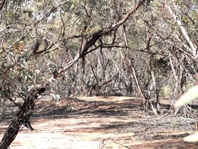 Mallee Fowl incubation mound