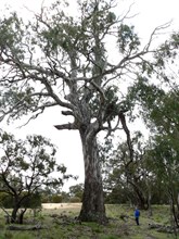 Beautiful River Red Gums on Tyakil Walk