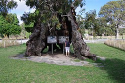 Herbig Tree at Springton