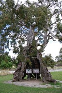 The Herbig Tree at Springton