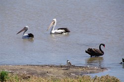 There were lots of Native Birds along the backwaters